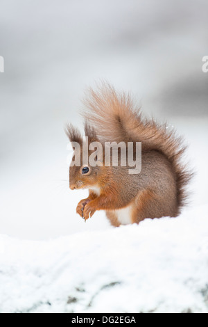 Red scoiattolo (Sciurus vulgaris) sat in posa di neve nella zona boschiva. Yorkshire Dales, North Yorkshire, Regno Unito Foto Stock