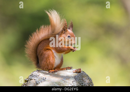 Red scoiattolo (Sciurus vulgaris) sat in pietra a secco in parete boschiva. Yorkshire Dales, North Yorkshire, Regno Unito Foto Stock