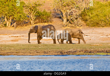 Un allevamento allevamento d'elefante africano (Loxodonta africana) dalle rive del fiume Chobe in Botswana Foto Stock