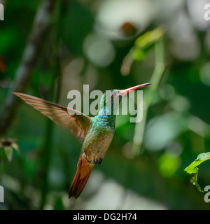 Ronzio uccello, Ecuador, Sud America Foto Stock