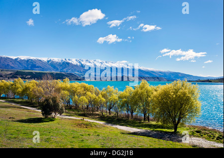 Nuova Zelanda, Isola del Sud. Alberi a foglia di molla a lago Dunstan, visto dalla frutticoltura città di Cromwell Foto Stock