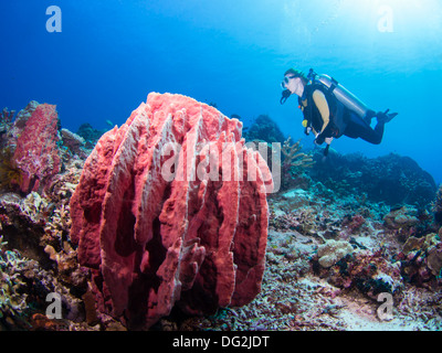 Femmina sub su una barriera corallina con una gigantesca spugna di rif. Foto Stock