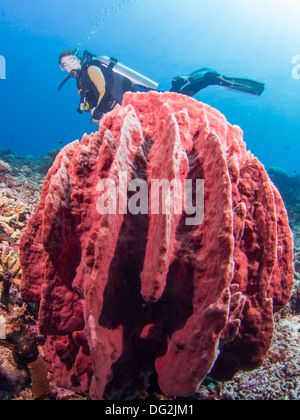 Femmina sub su una barriera corallina con una gigantesca spugna di rif. Foto Stock