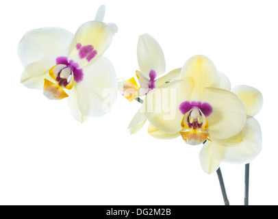 Blooming orchidea gialla isolato sul bianco, Foto Stock