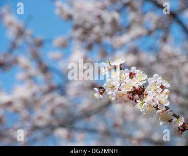 Singoli rami di una albicocca , sfondo Foto Stock