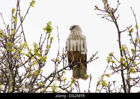 Marsh Harrier [Circus aeruginosus] maschio arroccato nella struttura ad albero al di sopra via fluviale tra Horsey semplice e Hickling ampia. Norfolk Broads. Foto Stock