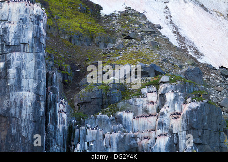 Colonia di allevamento di Brunnich's Guillemots con orso polare di dormire sulla roccia sopra, Alkefjellet, artico norvegese Foto Stock