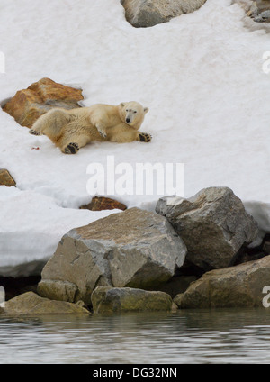 Giovani femmine di orso polare in rotolamento sulla neve pulita a Holmiabukta Foto Stock