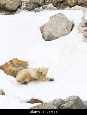 Giovani femmine di orso polare in rotolamento sulla neve pulita a Holmiabukta Foto Stock