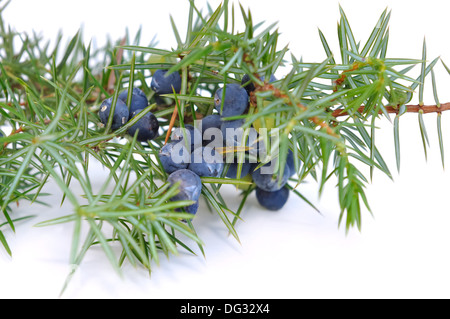 Ramo di ginepro con frutti di bosco su sfondo bianco Foto Stock