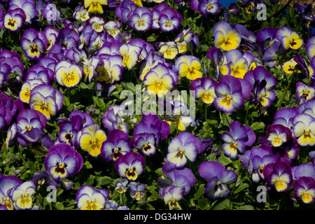 Ammassato Pansies fioritura in un letto giardino Foto Stock