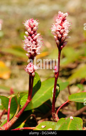 Bog lenticchia d'acqua (Potamogeton polygonifolius) Foto Stock