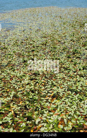 Bog lenticchia d'acqua (Potamogeton polygonifolius) Foto Stock