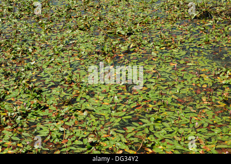 Bog lenticchia d'acqua (Potamogeton polygonifolius) Foto Stock