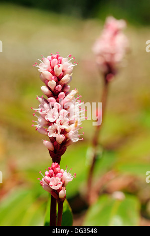 Bog lenticchia d'acqua (Potamogeton polygonifolius) Foto Stock