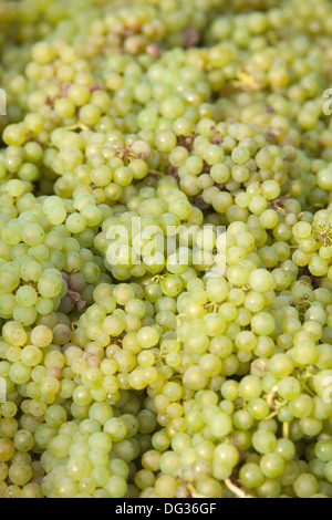 Inglese enologo cappella giù Vini, Tenterden, Kent, England, Regno Unito Foto Stock