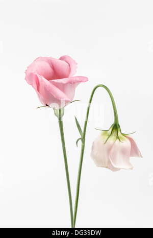 Due Eustoma rosa, Lisianthus Foto Stock