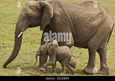 Baby Elephant fuori per un romp con sua madre Foto Stock