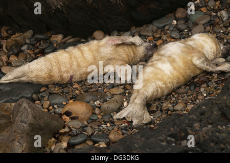 Due neonati grigio Atlantico Halichoerus grypus cuccioli di foca da differenti madri su una spiaggia di Pembrokeshire, Galles. Foto Stock