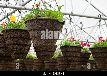 Vasi di piante annue piantate appeso in serra vivaio, Oregon Foto Stock