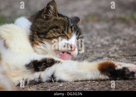 Gatto randagio leccare paw Foto Stock