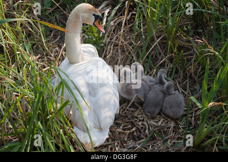 Cigni (Cygnus olor). Femmina adulta o penna con quattro otto giorno cygnets vecchio. Sul bankside di un drenaggio broadland dyke. Foto Stock