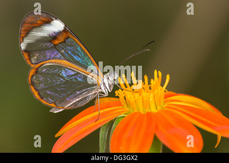 Un " Vetro Wing' feed di farfalla da un fiore in una casa delle farfalle in Somerset Foto Stock