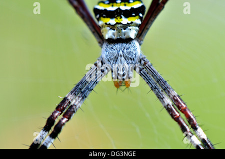 Firma spider closeup - Se si osservano attentamente, si può trovare il disegno di una ragazza standint a braccia aperte. Foto Stock