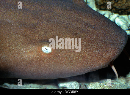 Bruno squalo nutrice, Nebrius concolor, Ginglymostomatidae Indo-pacifico, Foto Stock