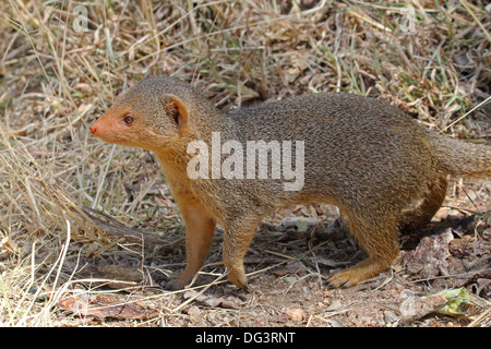 Comune la mangusta nana (Helogale Parvula) in Seregenti National Park, Tanzania Foto Stock