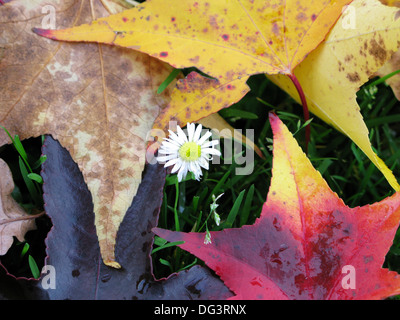 Foglie di autunno con daisy Foto Stock