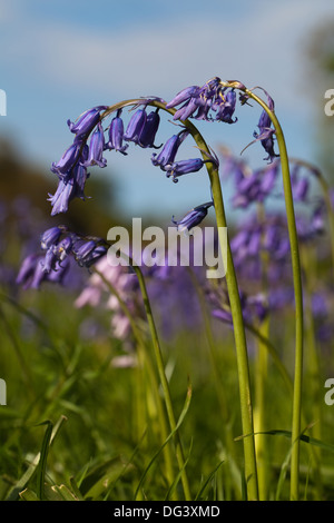 Bluebell Fiori (Hyacinthoides non scripta). Nota il polline bianco su antere, fortemente recurved petali verso il basso da una parte di racemi. Foto Stock