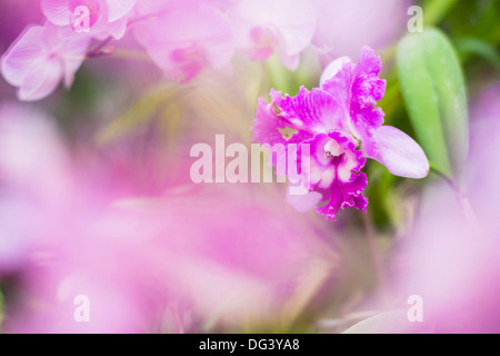 Orchidee spontanee nella casa delle orchidee, Kandy Royal Botanical Gardens, Peradeniya, Kandy, Sri Lanka, Asia Foto Stock