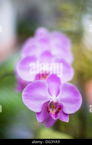 Orchidee spontanee nella casa delle orchidee, Kandy Royal Botanical Gardens, Peradeniya, Kandy, Sri Lanka, Asia Foto Stock