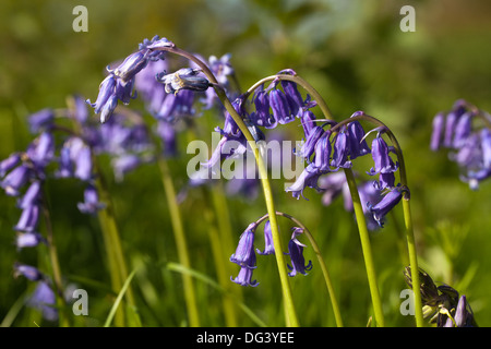 Bluebell Fiori (Hyacinthoides non scripta). Nota il polline bianco su antere, fortemente recurved petali verso il basso da una parte di racemi. Foto Stock