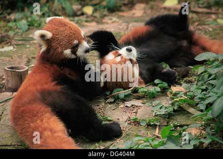 Panda rosso, Chengdu Panda Reserve, Sichuan, in Cina, Asia Foto Stock