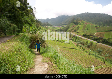 Uomo con le pesanti fasci di paglia di riso passato piccoli appezzamenti fertile pieno di verdure su piste Java centrale, Indonesia Foto Stock