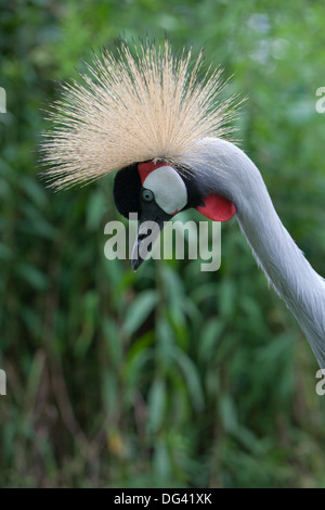 African Grey Crowned Crane (Balearica regulorum gibbericeps). Maschio adulto. Ritratto. Foto Stock