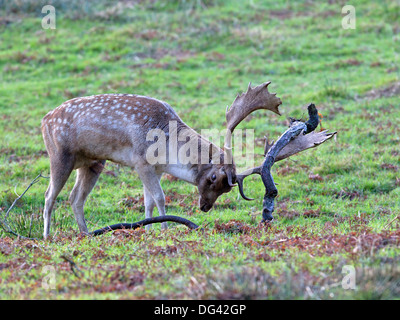 Daini stag gropponatura ramo di albero durante la routine Foto Stock