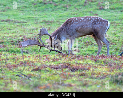 Daini stag gropponatura ramo di albero durante la routine Foto Stock