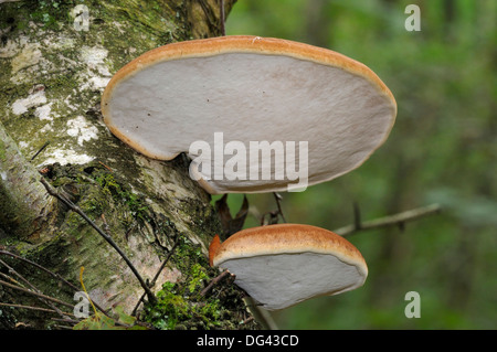 Birch Polypore o un rasoio Strop fungo - Piptoporus betulinus sulla betulla - Betula pendula Foto Stock