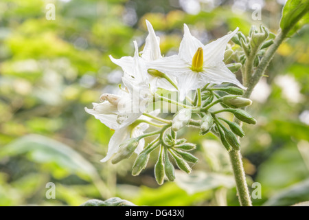 La Turchia berry fiore su albero, fiore di melanzana. Foto Stock