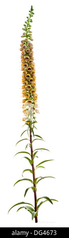 Rusty Foxglove (Digitalis ferruginea) spike del fiore con foglie e germogli non aperti di un nativo del Mediterraneo settentrionale Foto Stock