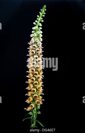 Rusty foxglove (Digitalis ferruginea) AGM spike fiore giardino suburbano Adel Leeds West Yorkshire Inghilterra UK Europa Foto Stock