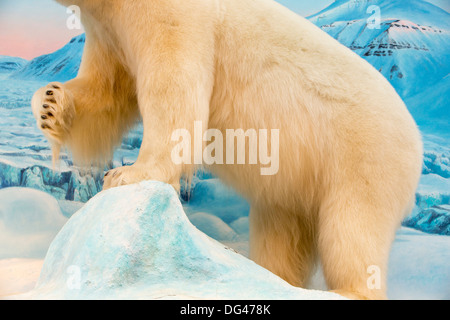Un ripieno a base di orso polare in un negozio a Longyearbyen su Spitsbergen, Svalbard Foto Stock