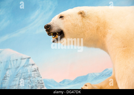 Un ripieno a base di orso polare in un negozio a Longyearbyen su Spitsbergen, Svalbard Foto Stock