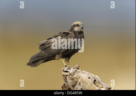 Falco di palude Circus aeruginosus Foto Stock