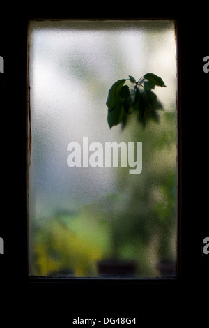 Vista la silhouette di un impianto attraverso un vetro traslucido Foto Stock