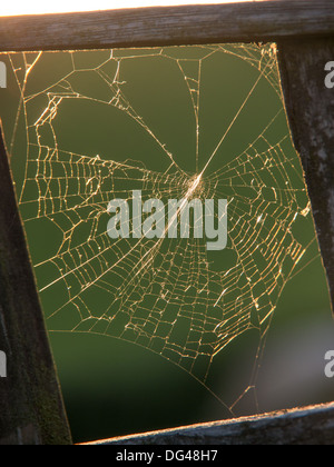 Ragnatela su un albero con la rugiada di mattina presto Foto Stock