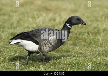 Brent Goose Branta bernicla Foto Stock